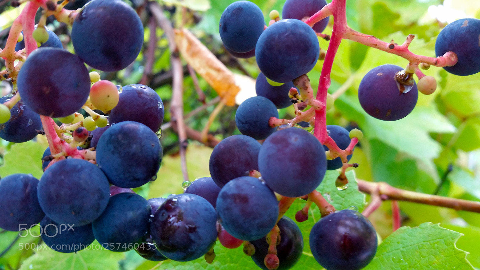 Samsung Galaxy Note4 sample photo. Bunch of blue grapes photography