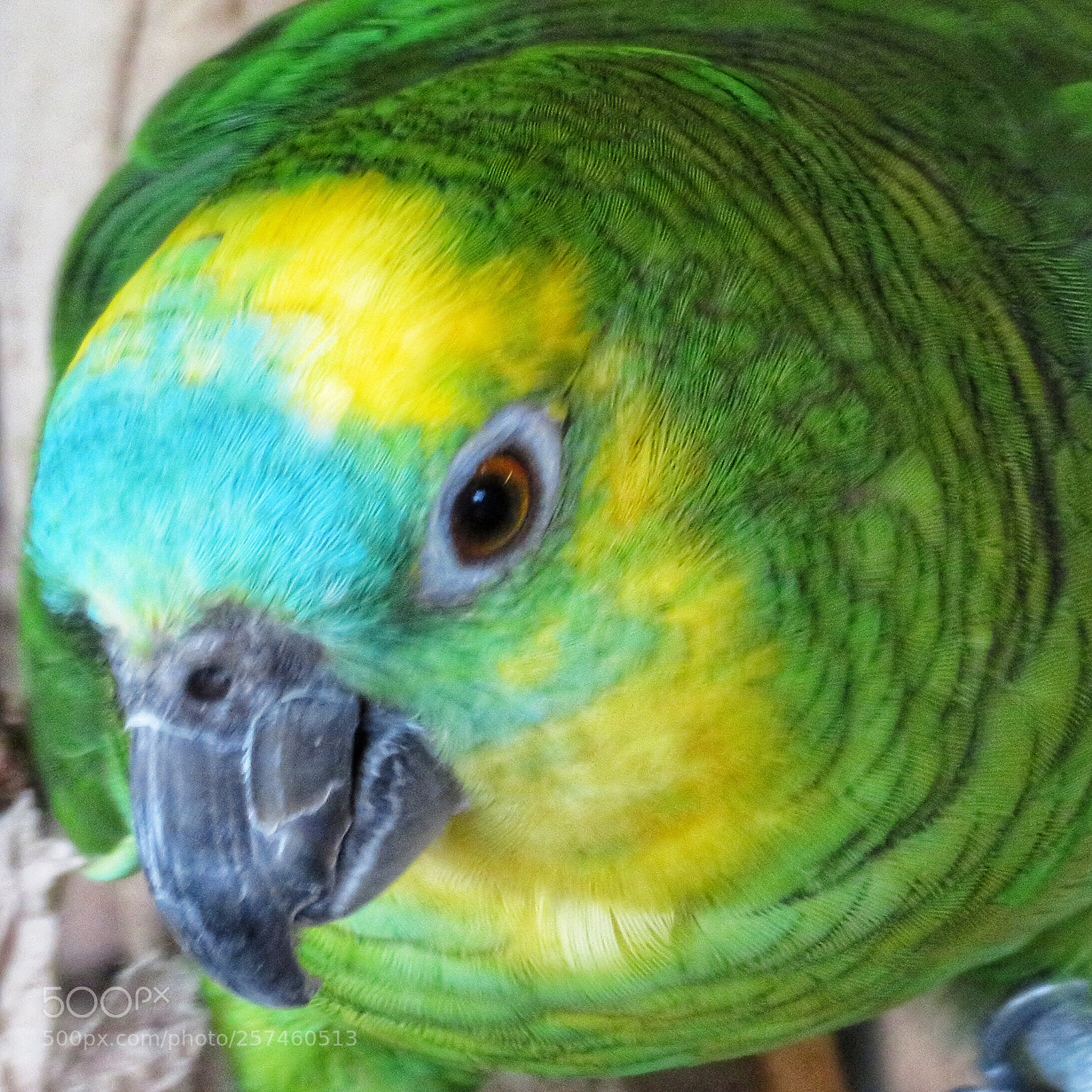 Canon PowerShot SX720 HS sample photo. Turquoise-fronted amazon parrot  photography