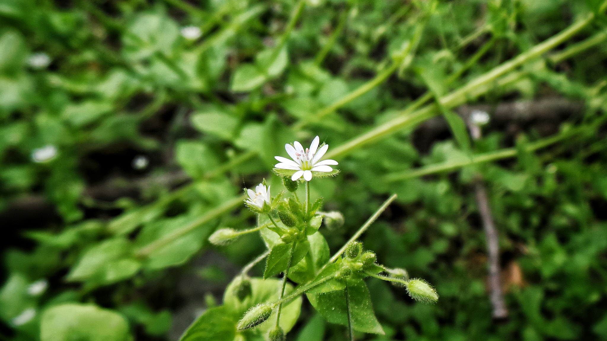 Samsung Galaxy Camera (Wi-Fi) sample photo. Wild flower photography