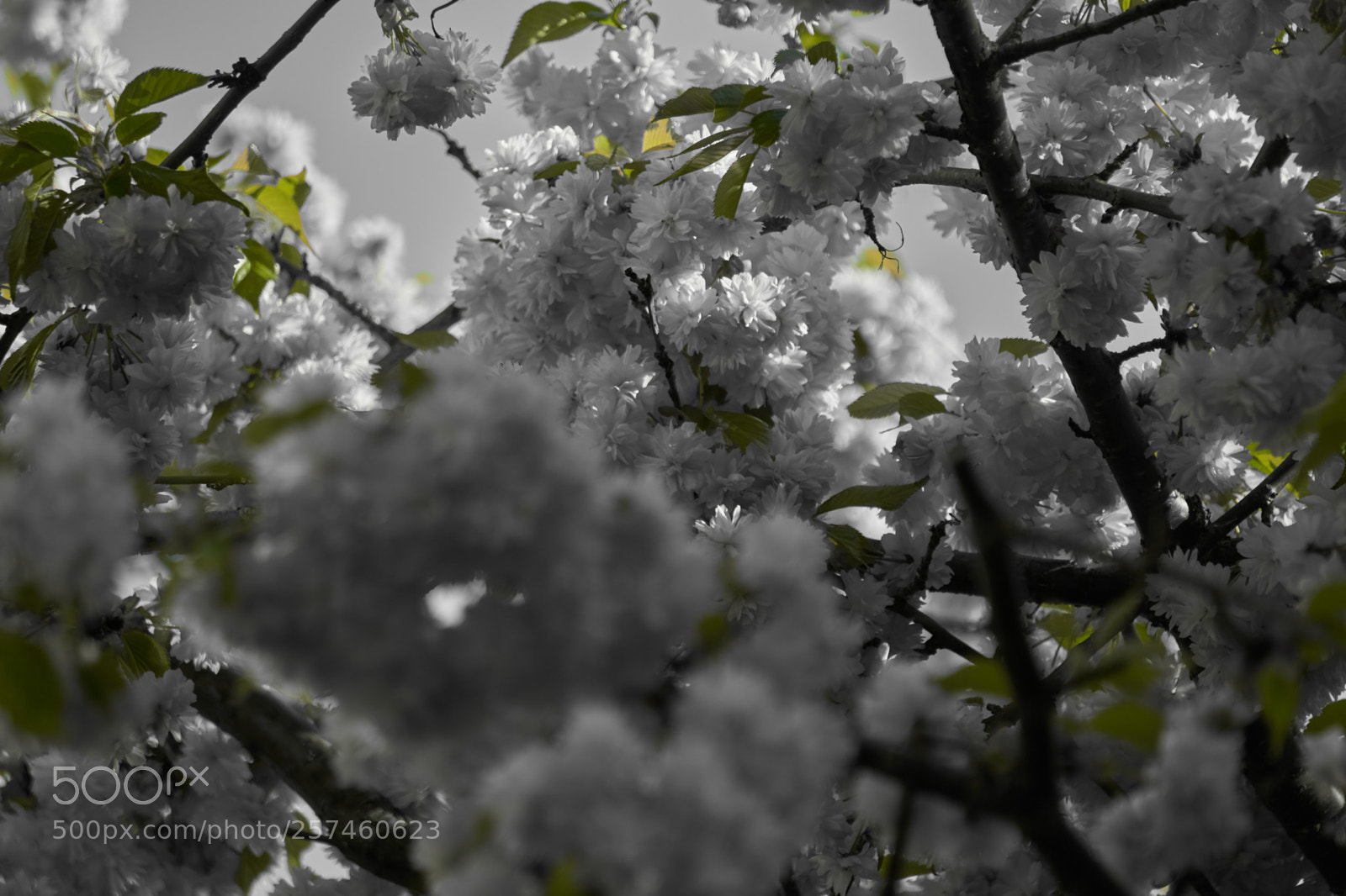 Sony a6000 sample photo. Cherry tree vi photography