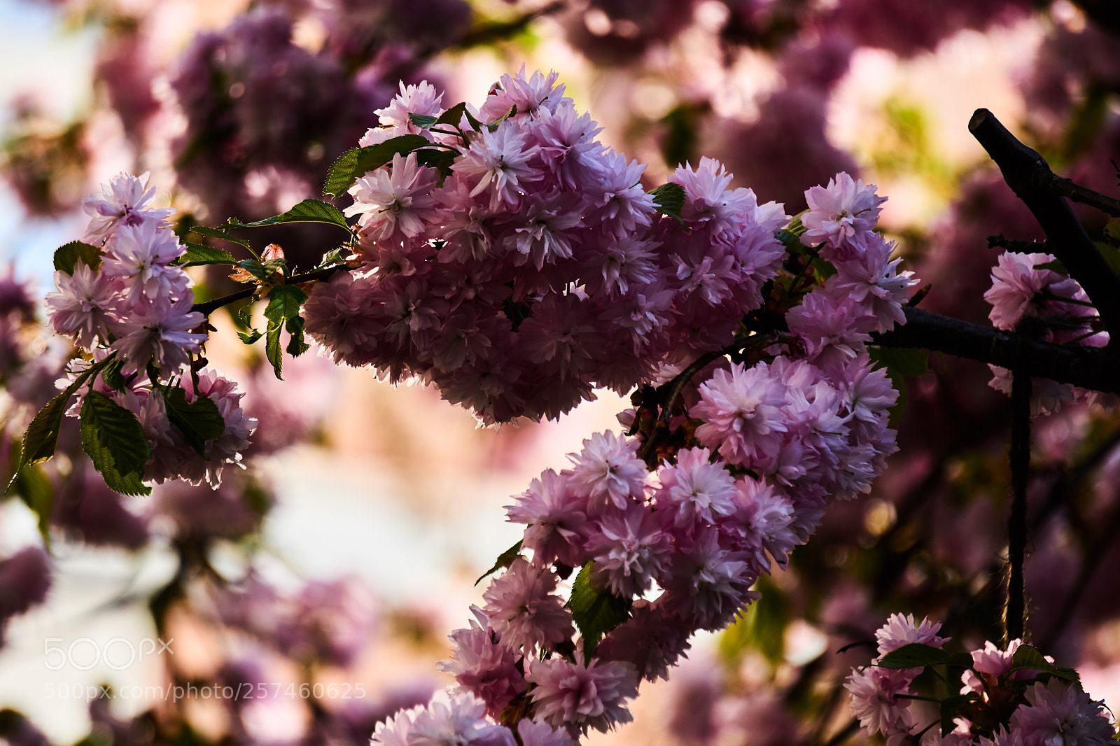 Sony a6000 sample photo. Cherry tree ii photography