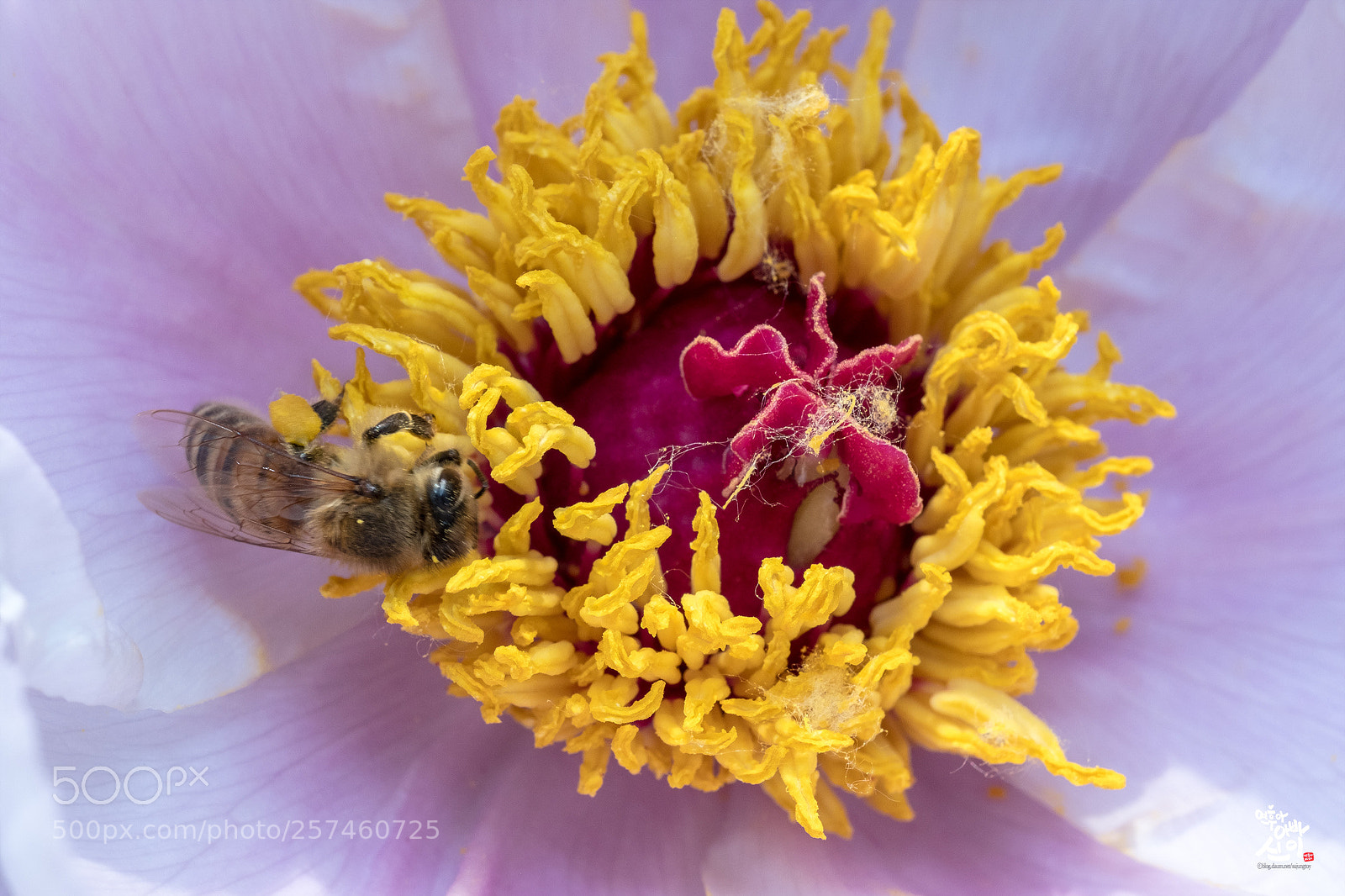 Fujifilm X-T2 sample photo. Paeonia & bee photography