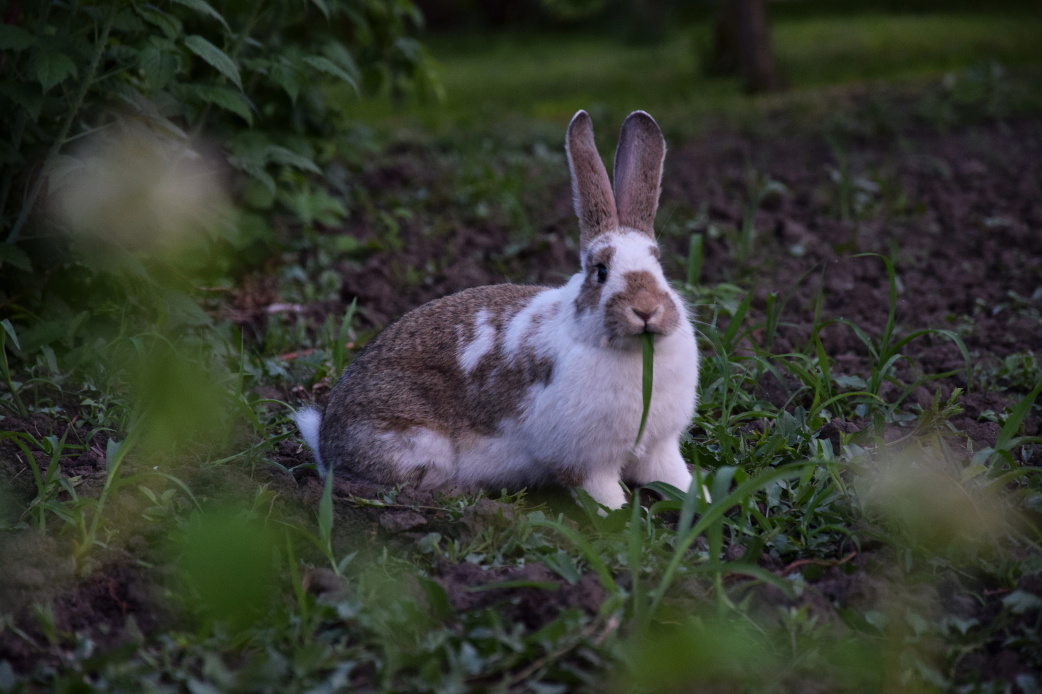 Nikon D3300 sample photo. Rabbit photography