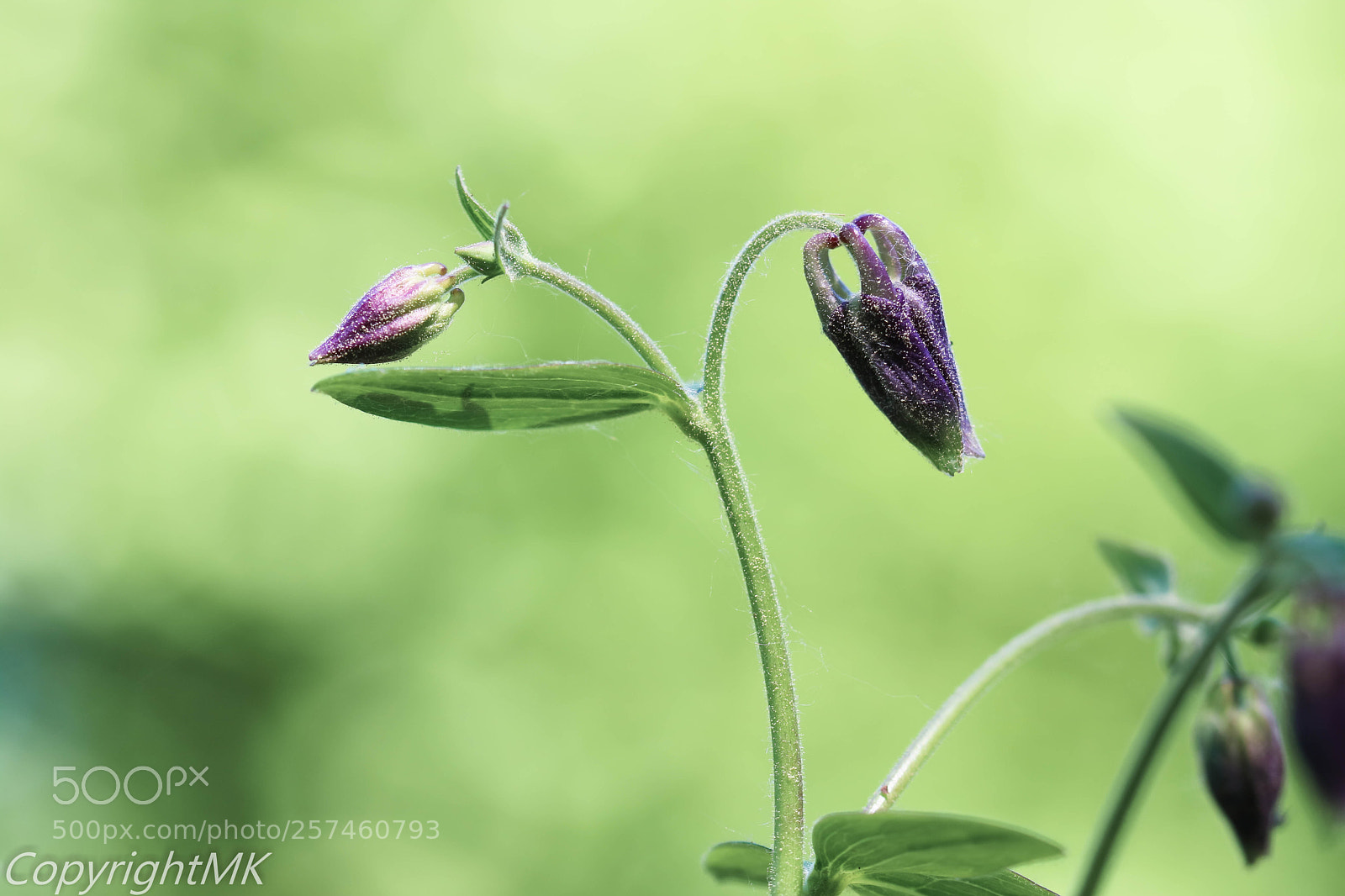 Canon EOS M3 sample photo. Am wegesrand photography