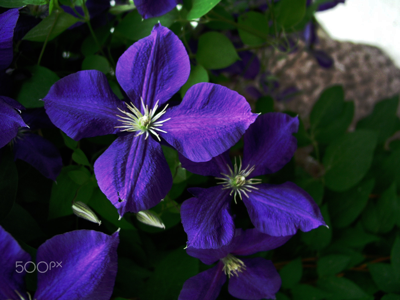 Olympus C5050Z sample photo. Bonne chance en amour photography