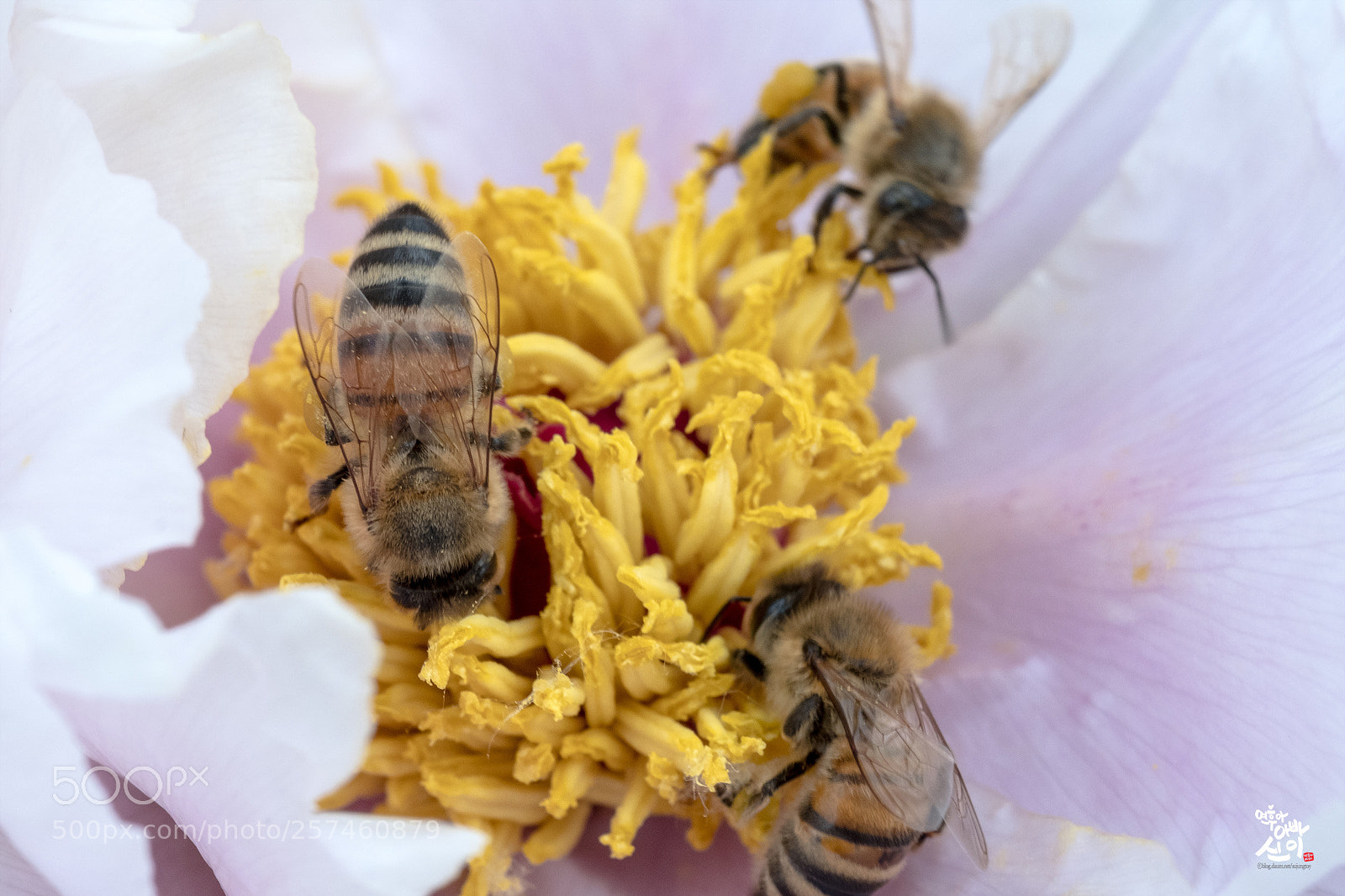 Fujifilm X-T2 sample photo. Paeonia & bee's photography