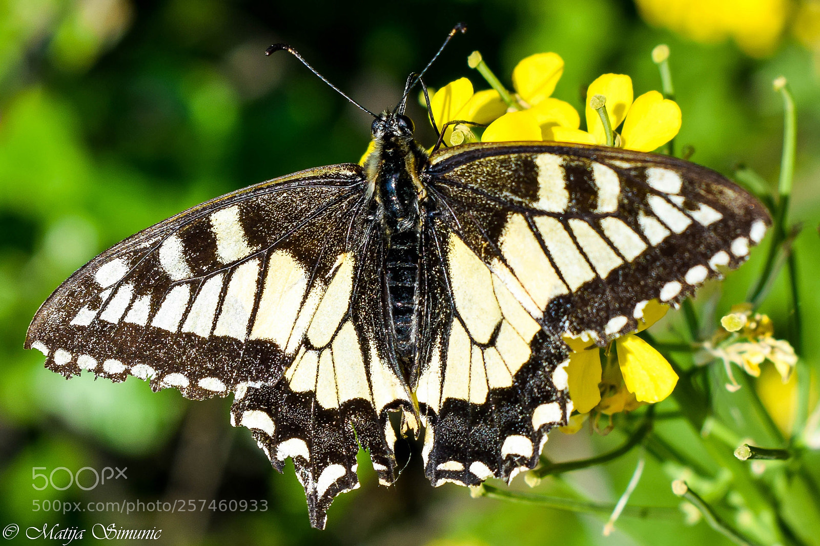 Nikon D5300 sample photo. Papilio machaon photography