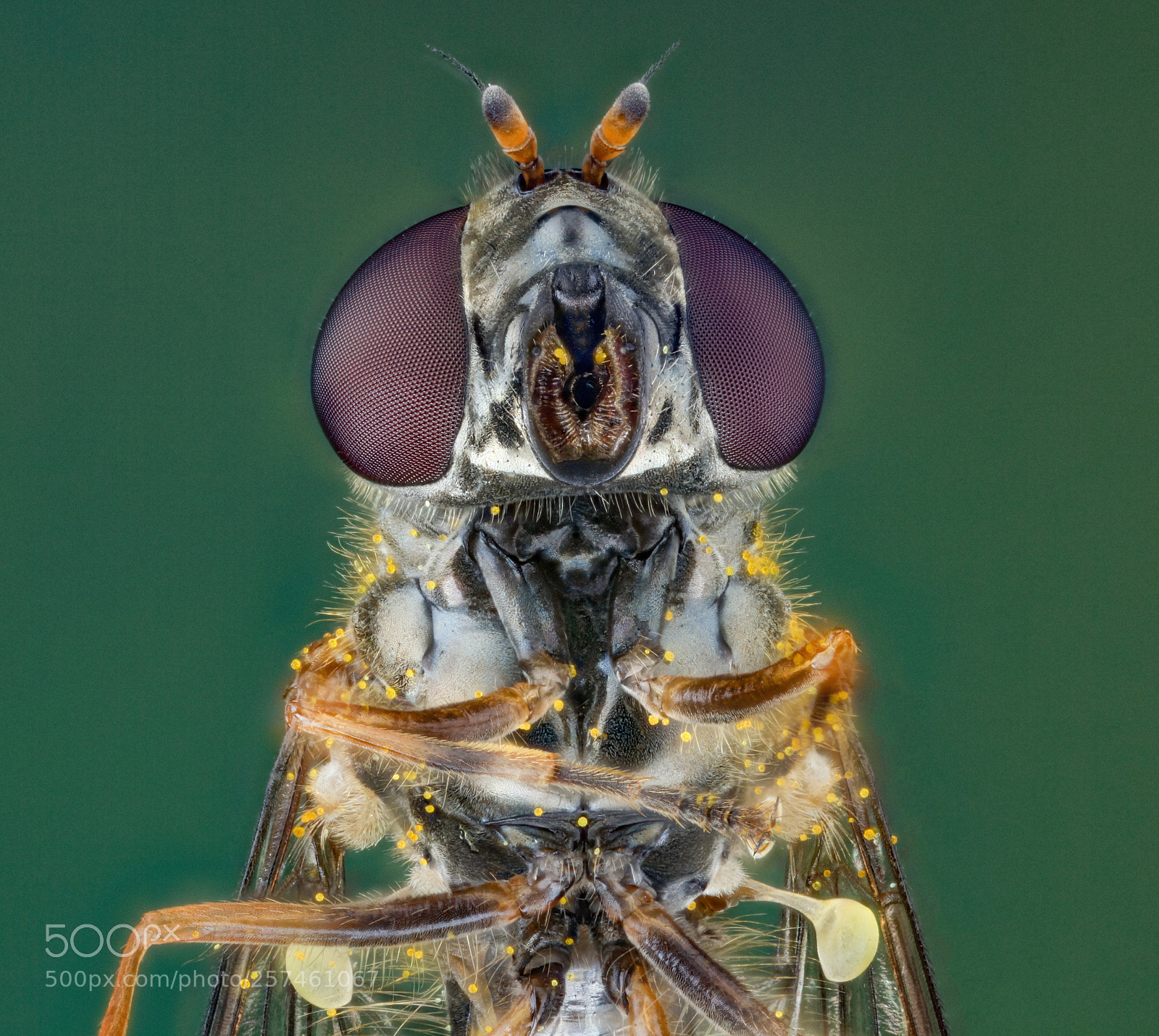 Canon EOS 5D Mark II sample photo. Small hoverfly photography