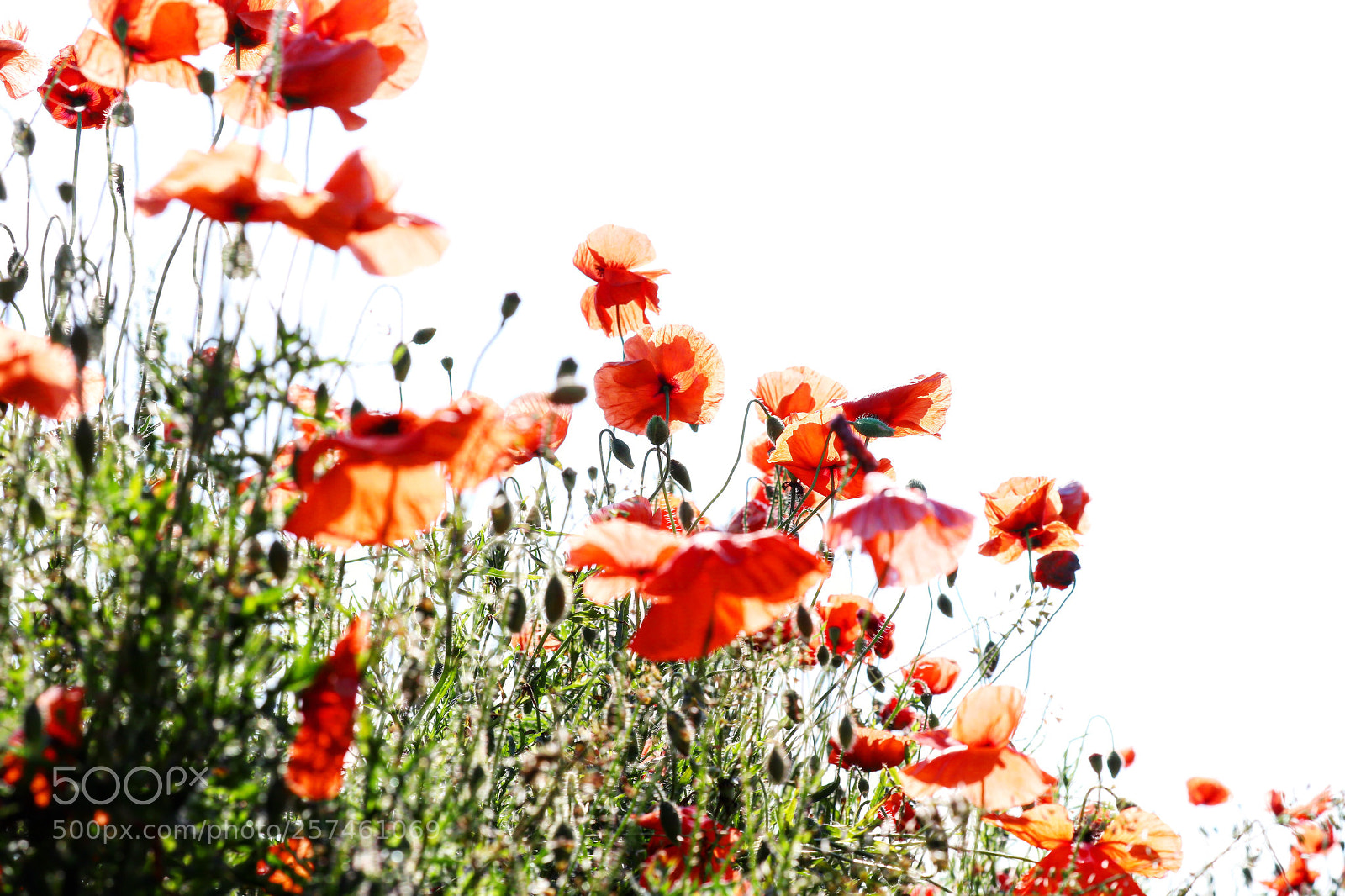 Canon EOS 6D Mark II sample photo. Spring poppin photography