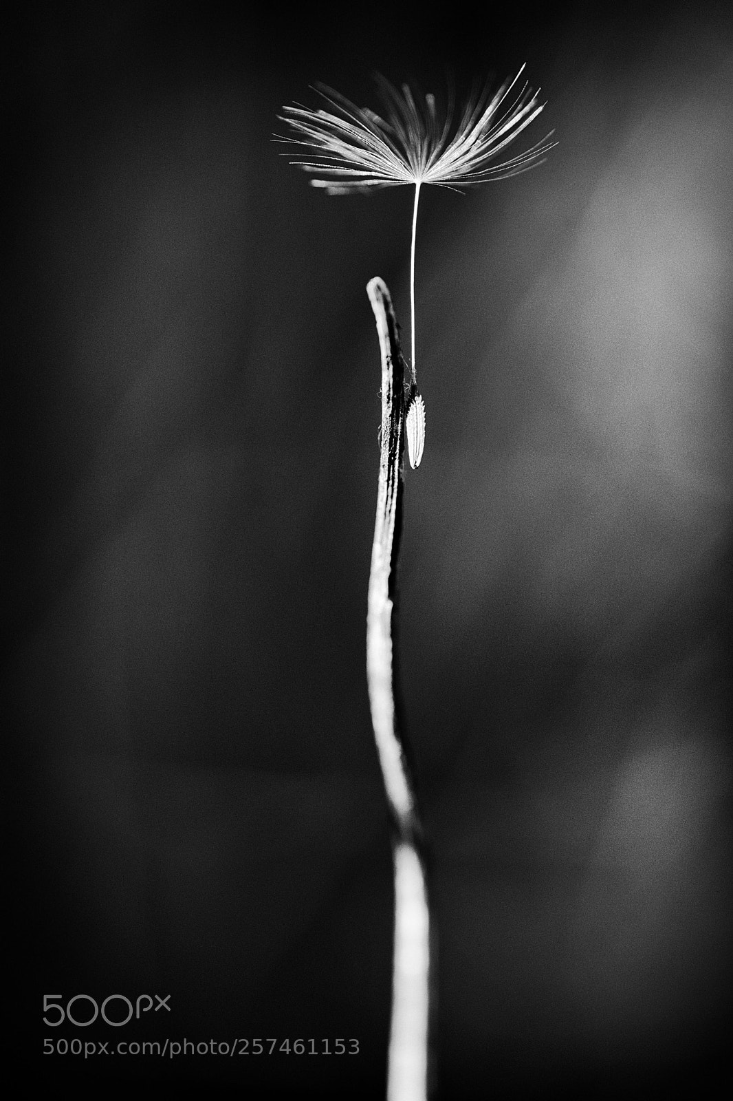 Fujifilm X-T2 sample photo. Dandelion seed on an photography