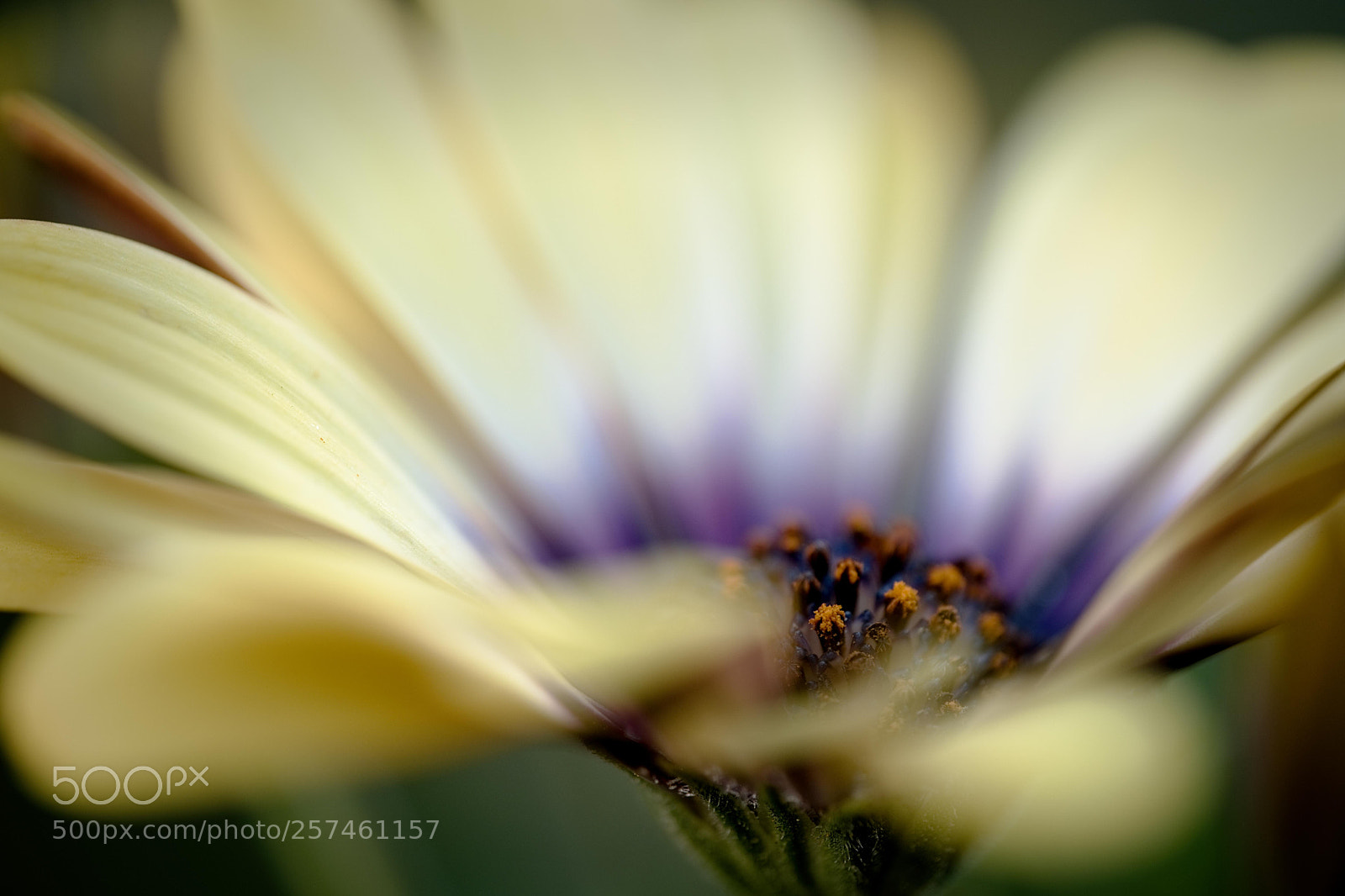 Fujifilm X-T2 sample photo. Osteospermum close up photography