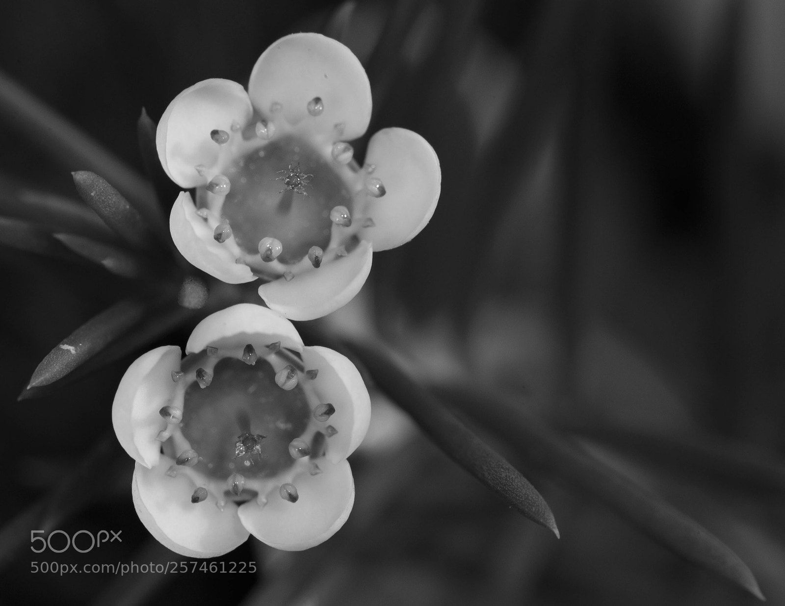 Canon EOS 6D sample photo. Bw tiny flower photography