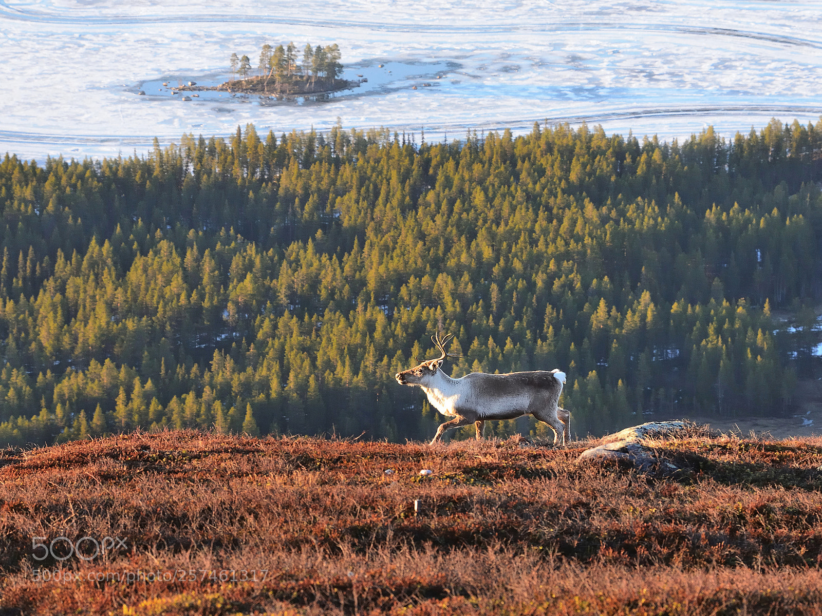 Nikon D610 sample photo. Lapland view photography