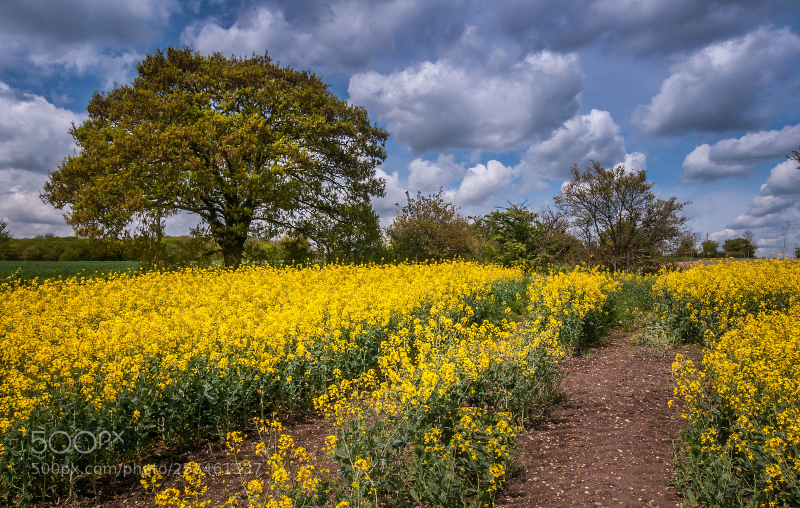 Nikon D300 sample photo. Rape field photography
