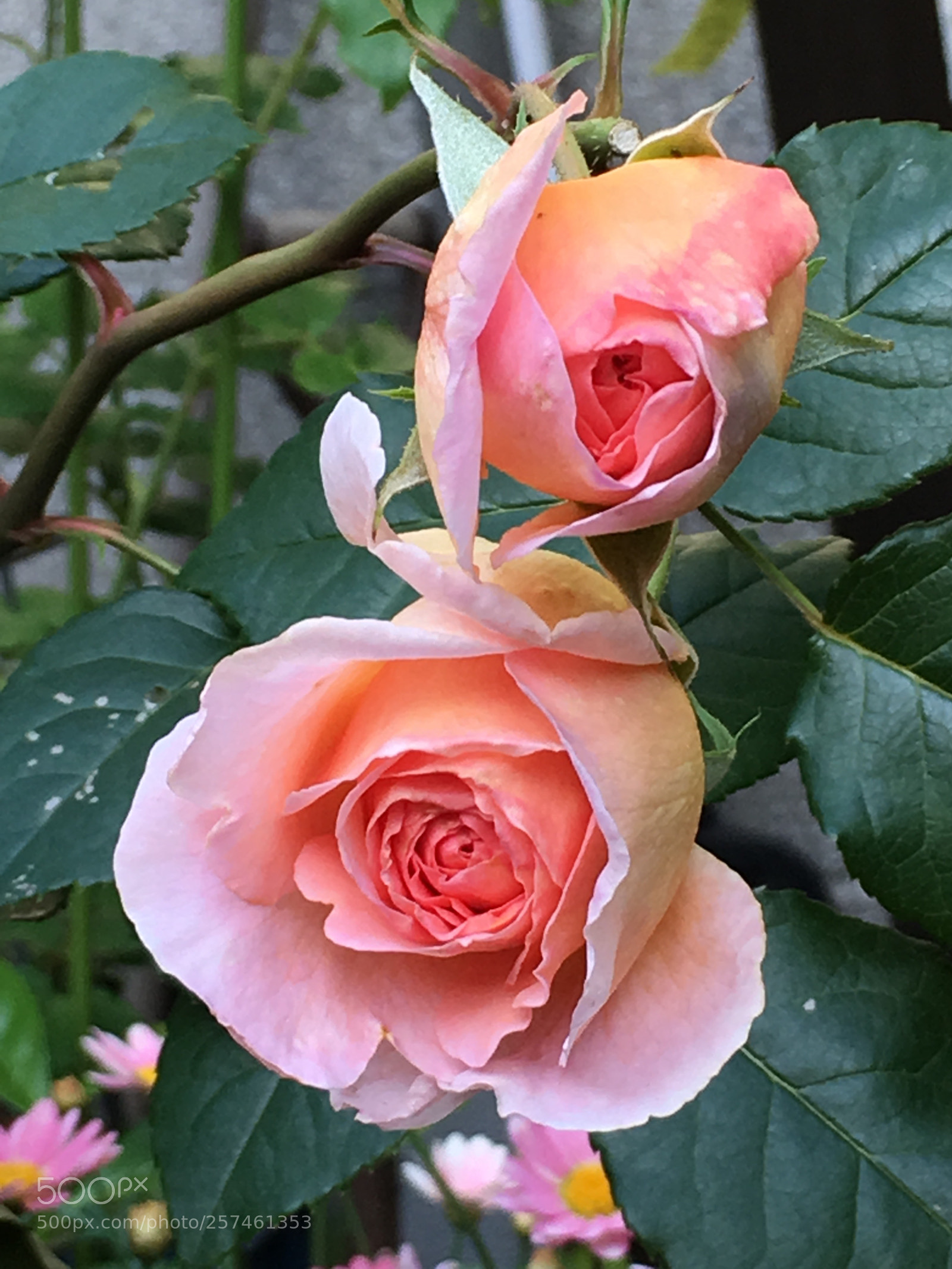 Apple iPhone 6s Plus sample photo. Spring2018 flowers photography
