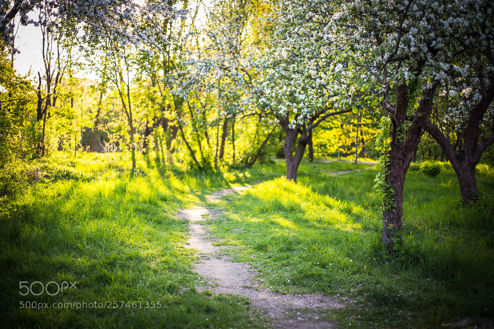 Canon EOS 6D sample photo. Spring .... photography