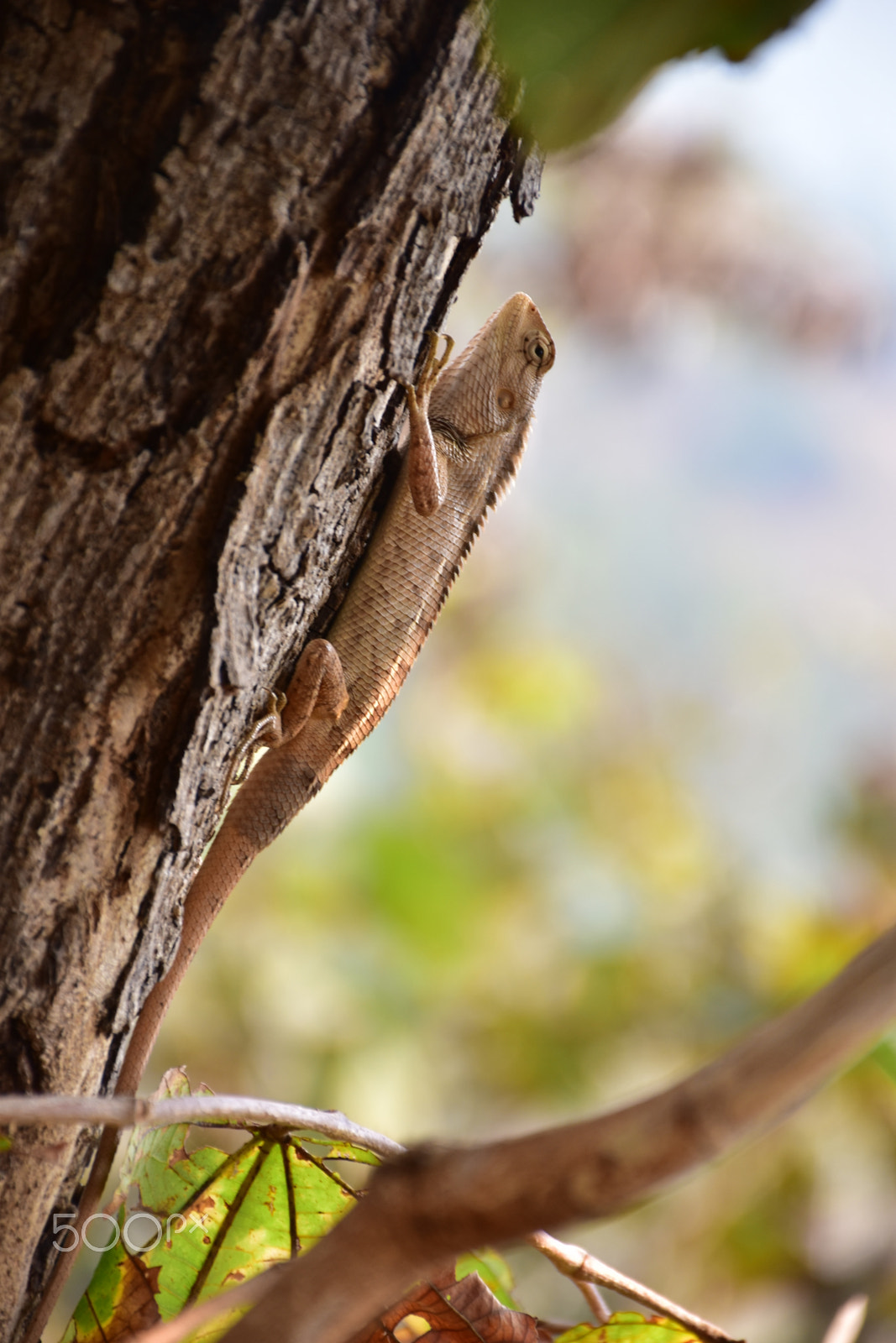 Nikon D5600 sample photo. Lizard best  image photography