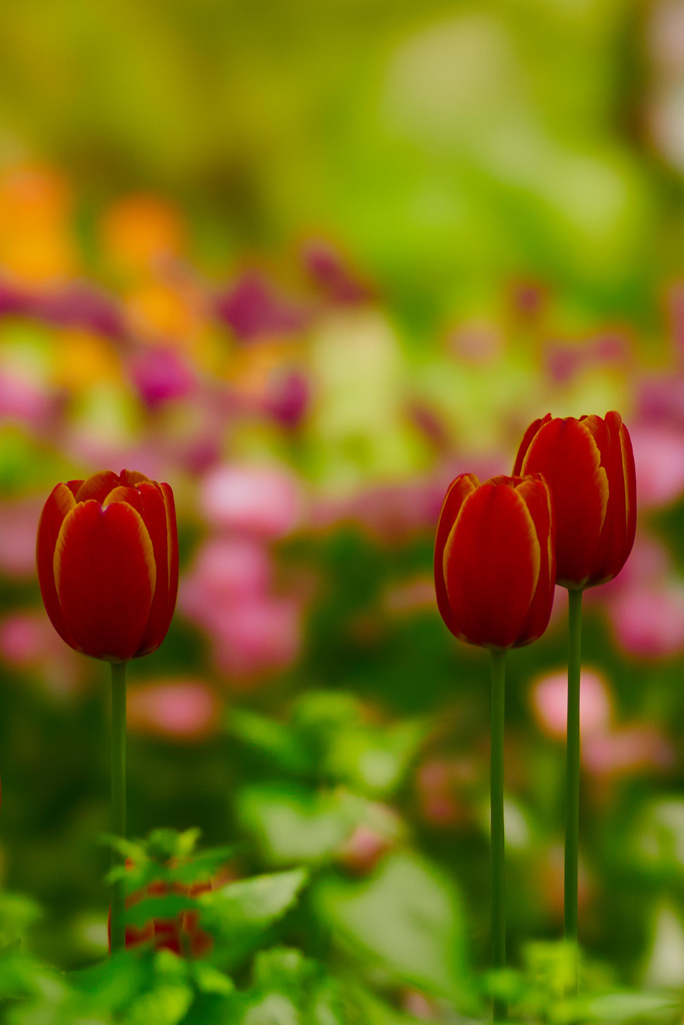 Sony 135mm F2.8 [T4.5] STF sample photo. *** photography