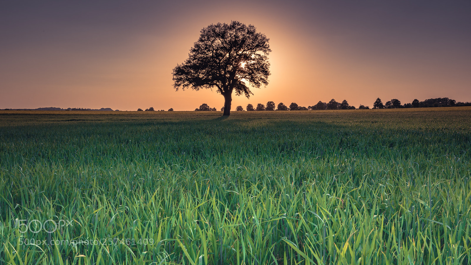 Canon EOS 5D Mark IV sample photo. Tree photography