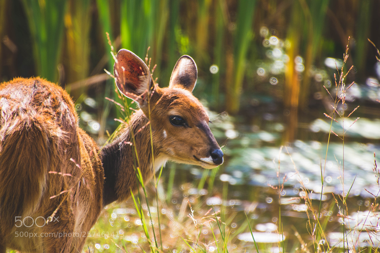 Canon EOS 7D Mark II sample photo. Golden brown photography