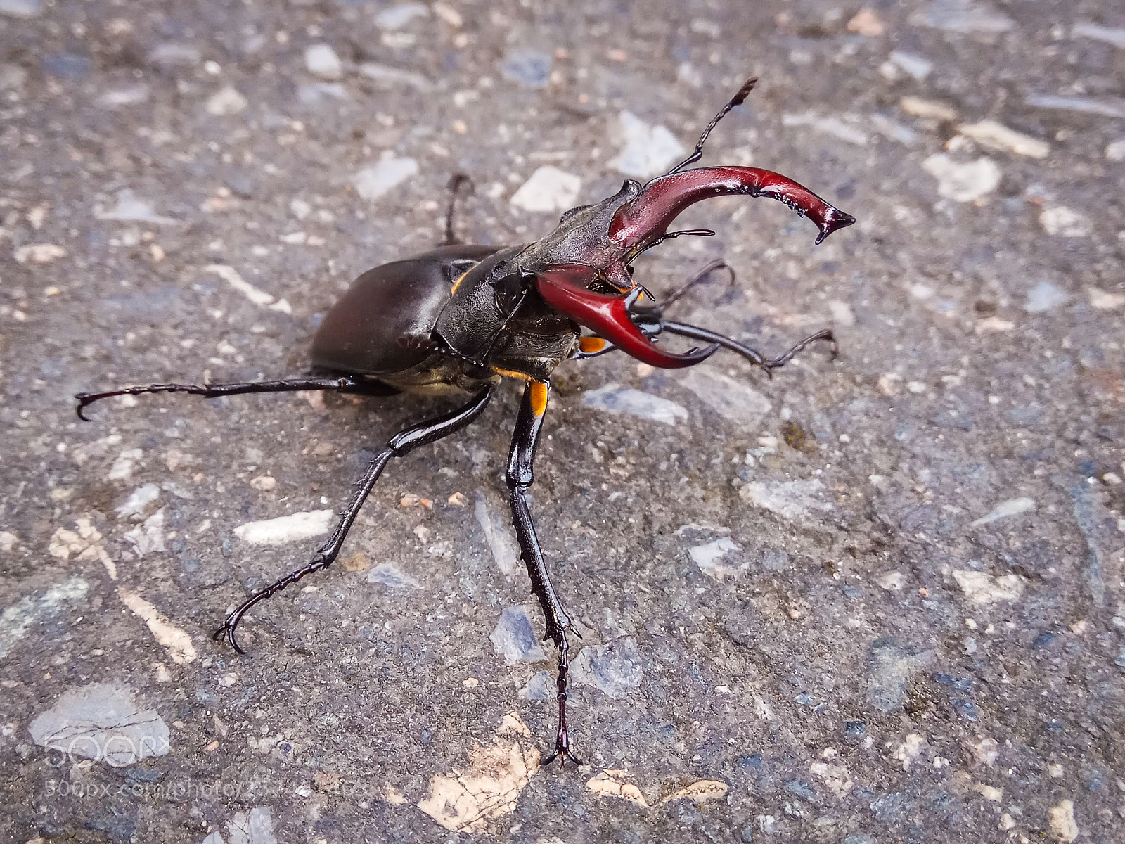 Xiaomi Redmi Note 4 sample photo. Escarabeetle photography