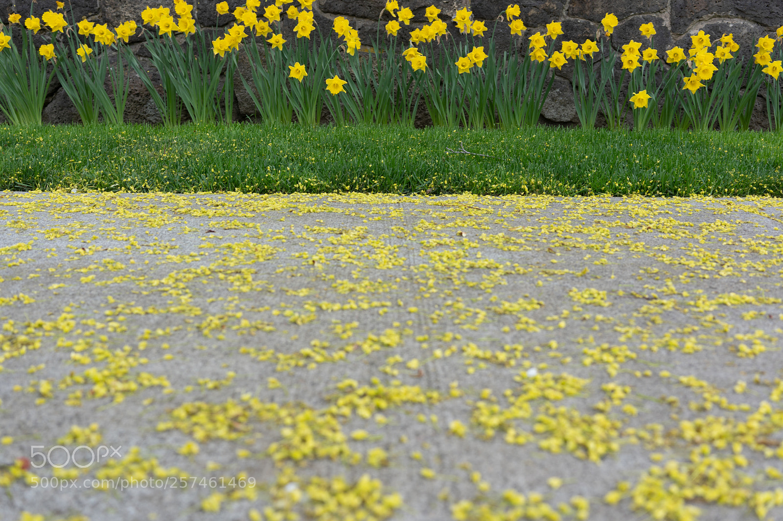 Sony a7 III sample photo. Yellow x photography