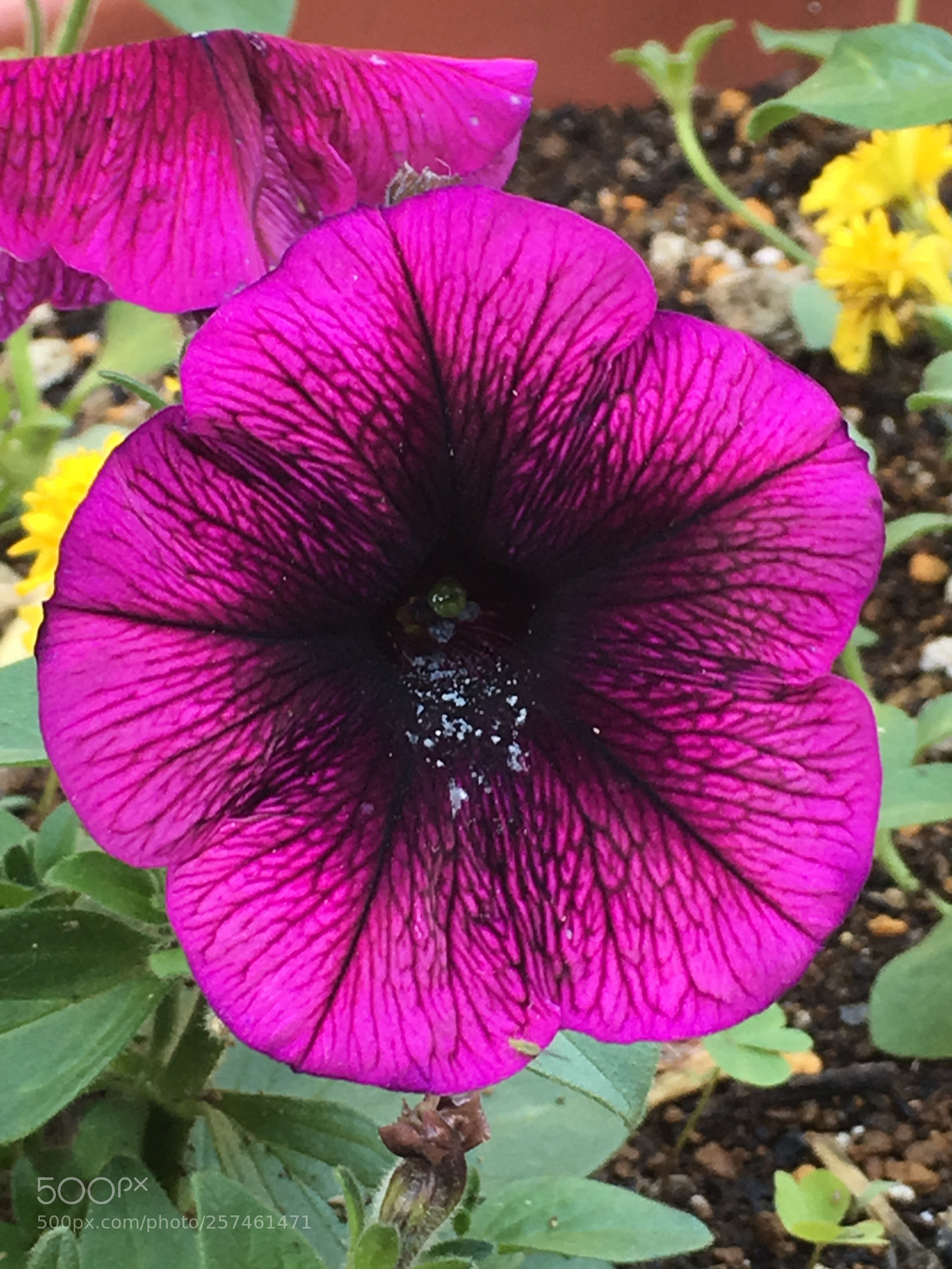 Apple iPhone 6s Plus sample photo. Spring2018 flowers photography