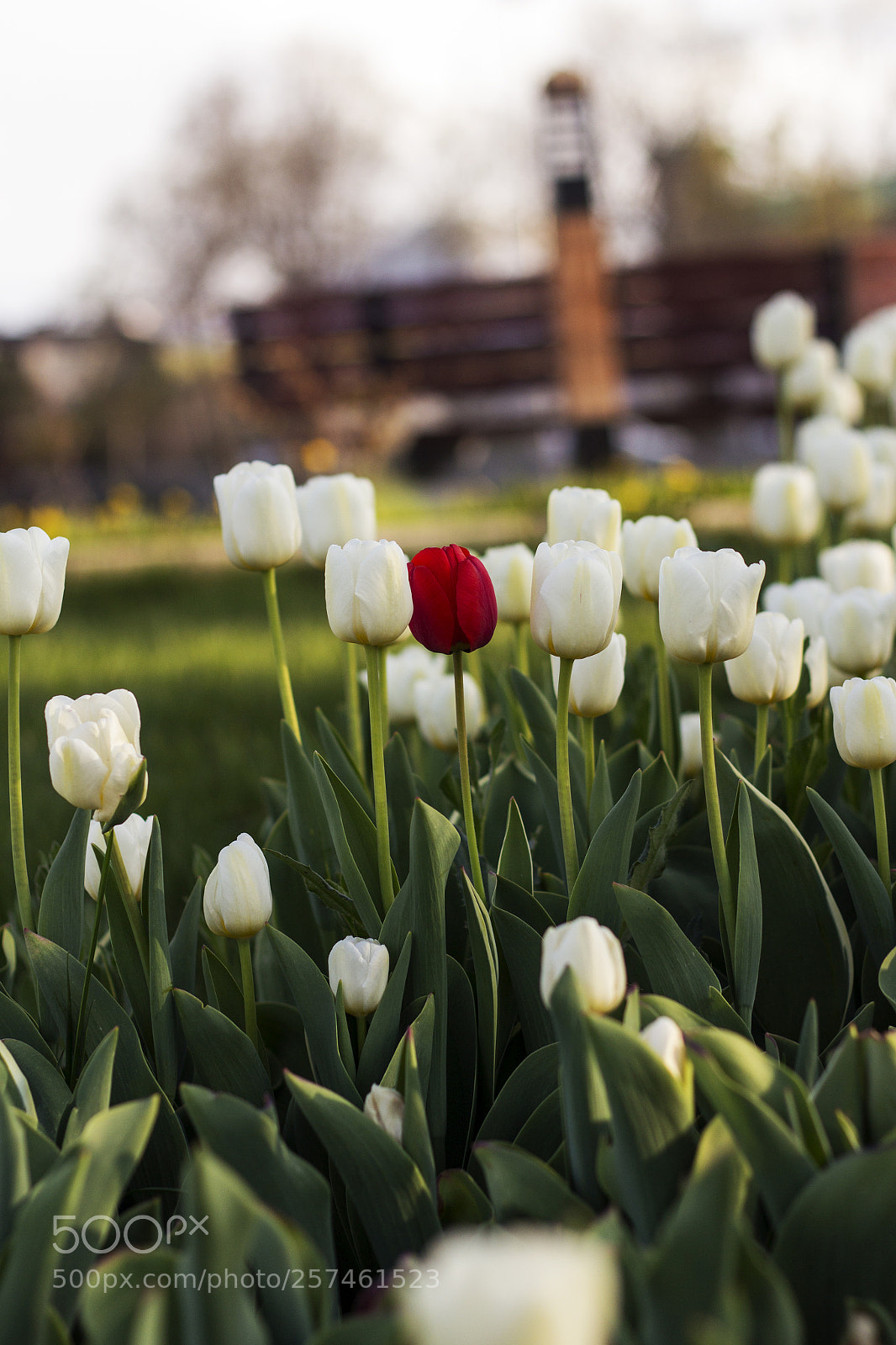Canon EOS 600D (Rebel EOS T3i / EOS Kiss X5) sample photo. Tulips photography