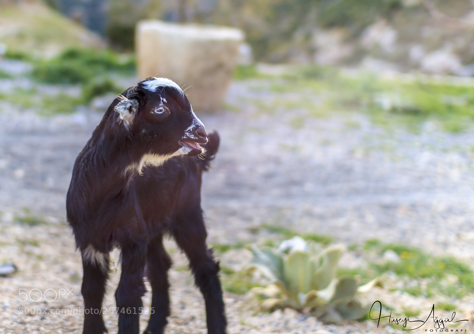 Canon EOS 60D sample photo. Baby goat photography