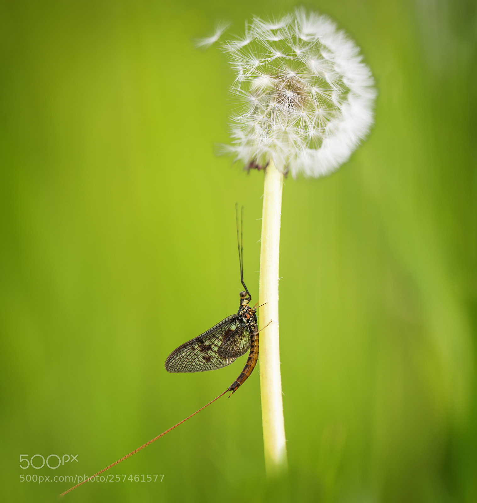 Nikon D750 sample photo. Big mayfly ephemera danica photography