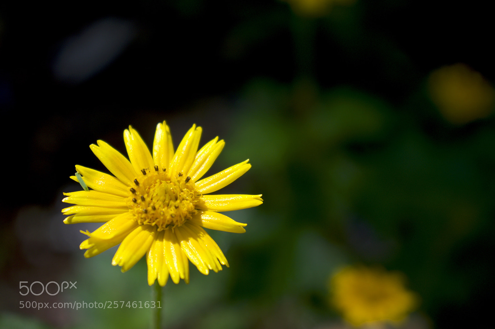 Nikon D5500 sample photo. Bem me quer photography