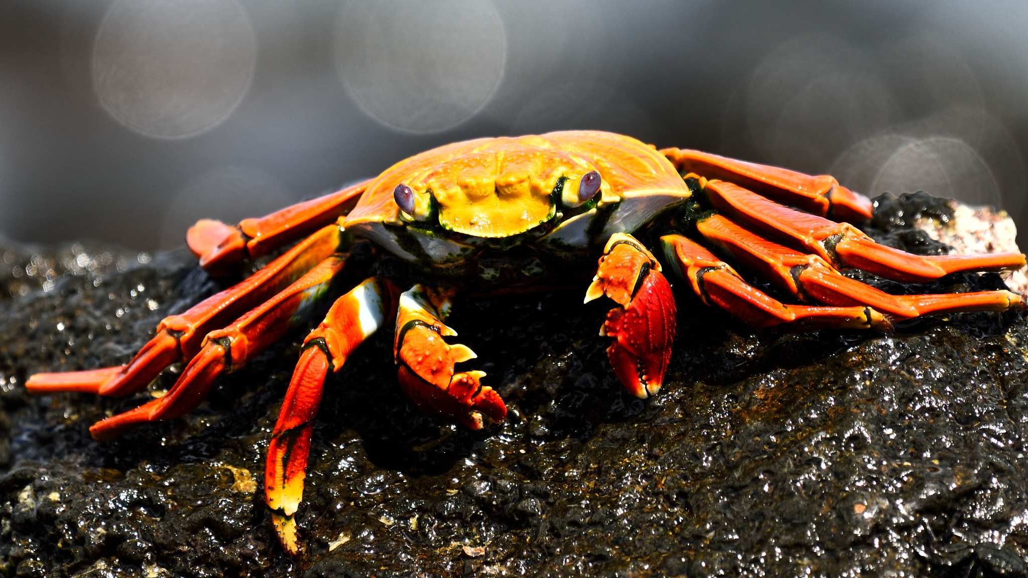 Nikon AF-S Nikkor 200-500mm F5.6E ED VR sample photo. Sally lightfoot crab photography
