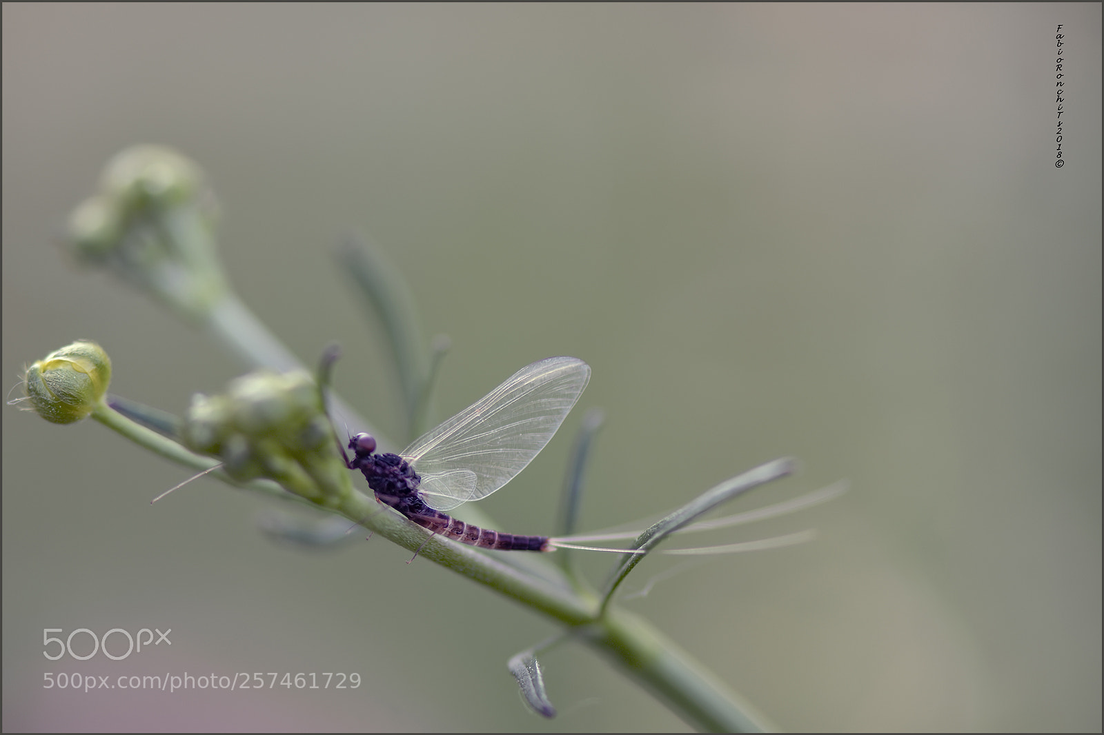Nikon D500 sample photo. Effimera bellezza ... photography