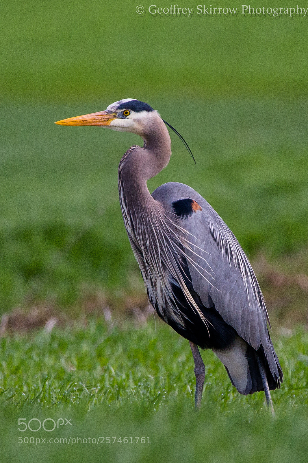 Canon EOS 6D sample photo. Great blue heron photography