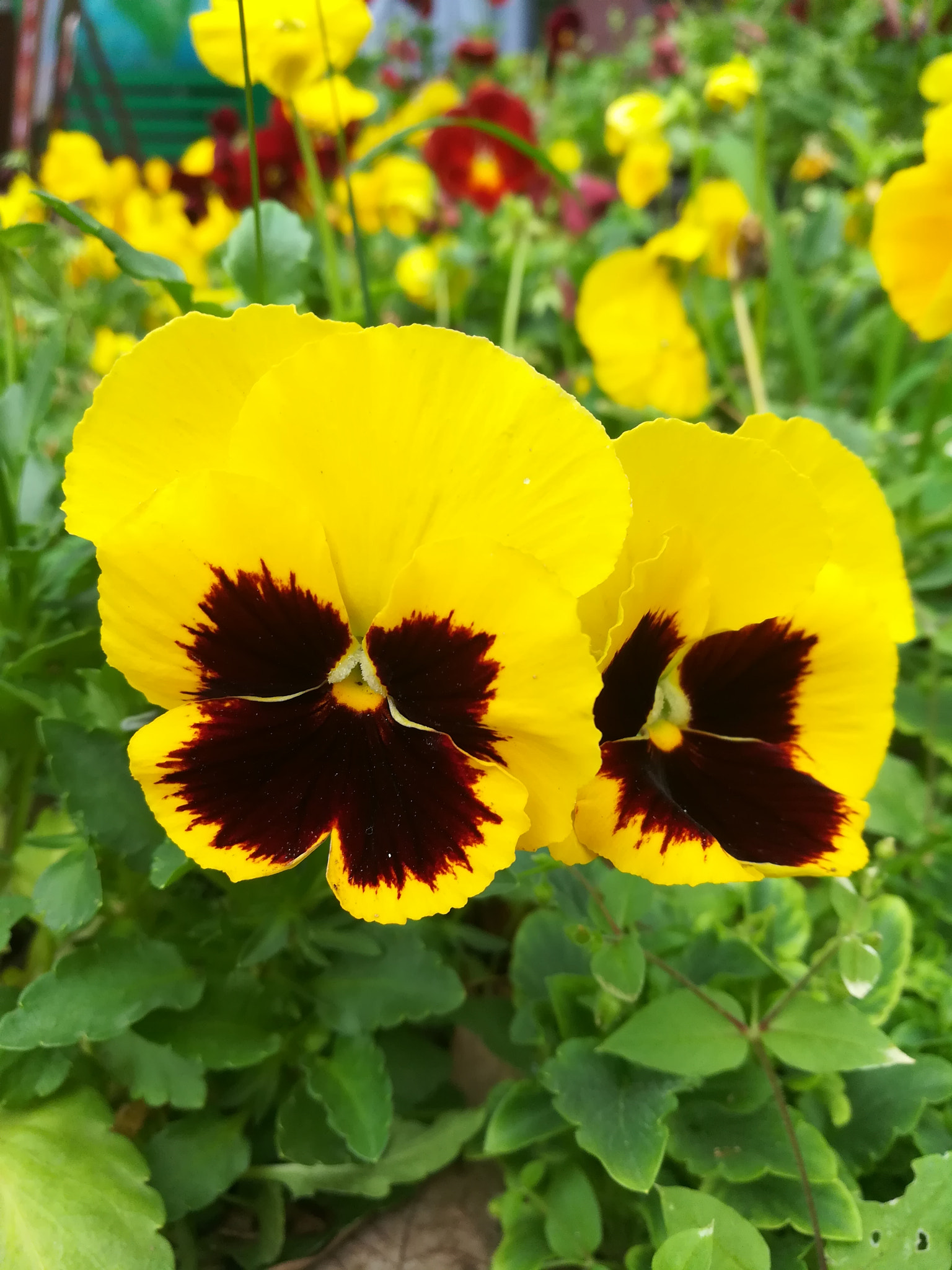 HUAWEI c??Eu?s 6X sample photo. 花 photography