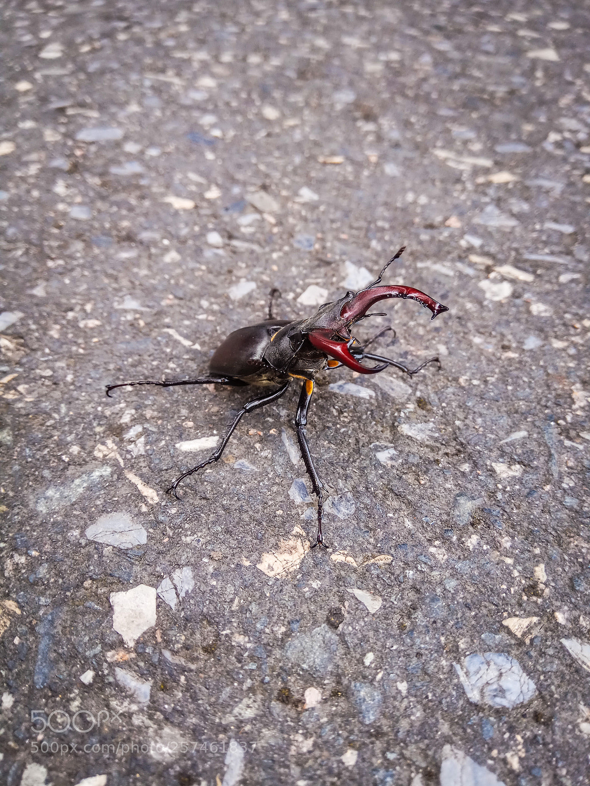Xiaomi Redmi Note 4 sample photo. Escarabeetle portrait photography