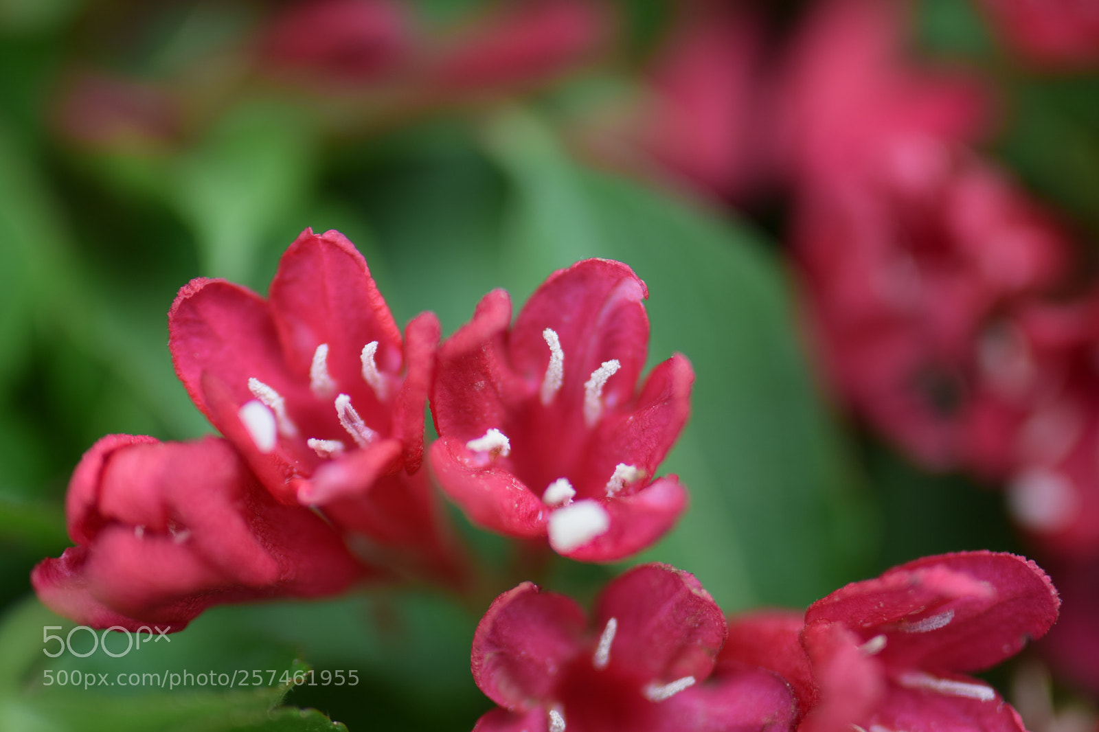 Nikon D3300 sample photo. Untitled photography