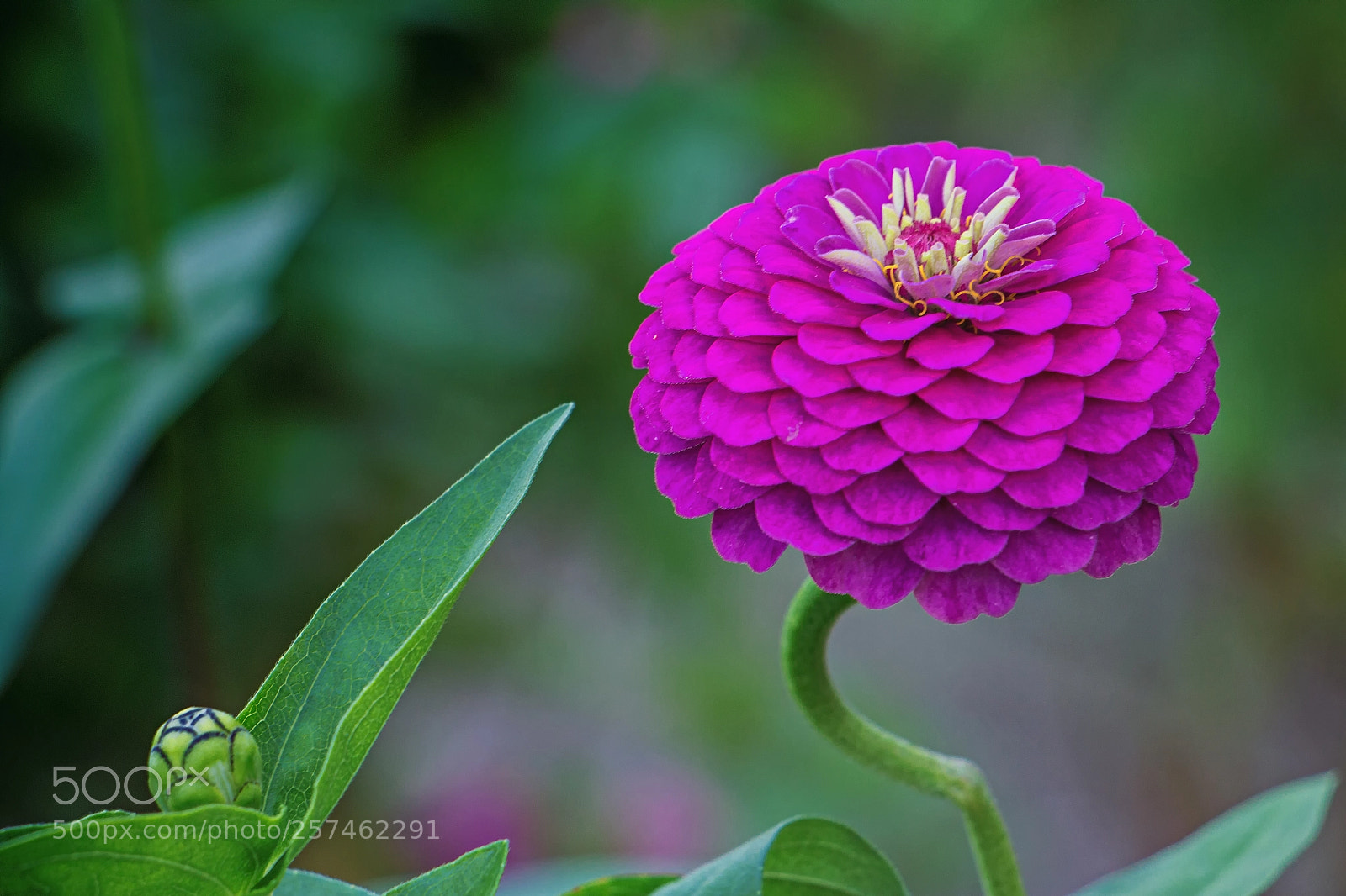 Canon EOS 700D (EOS Rebel T5i / EOS Kiss X7i) sample photo. Magnificent magenta photography