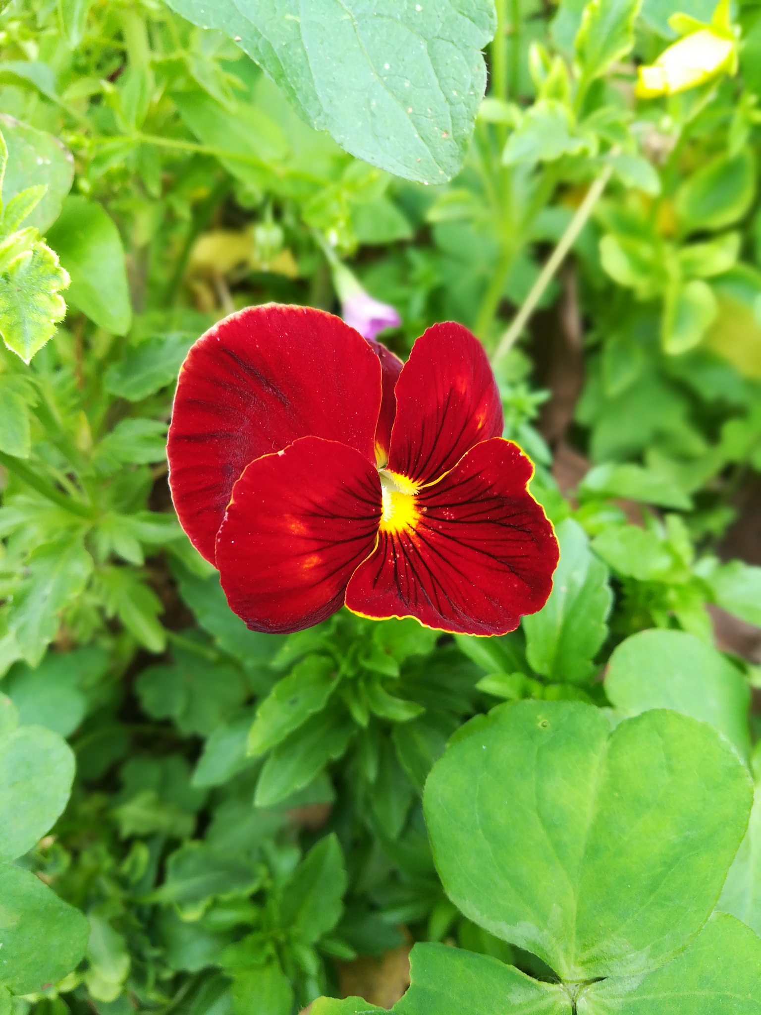 HUAWEI c??Eu?s 6X sample photo. 红花 photography