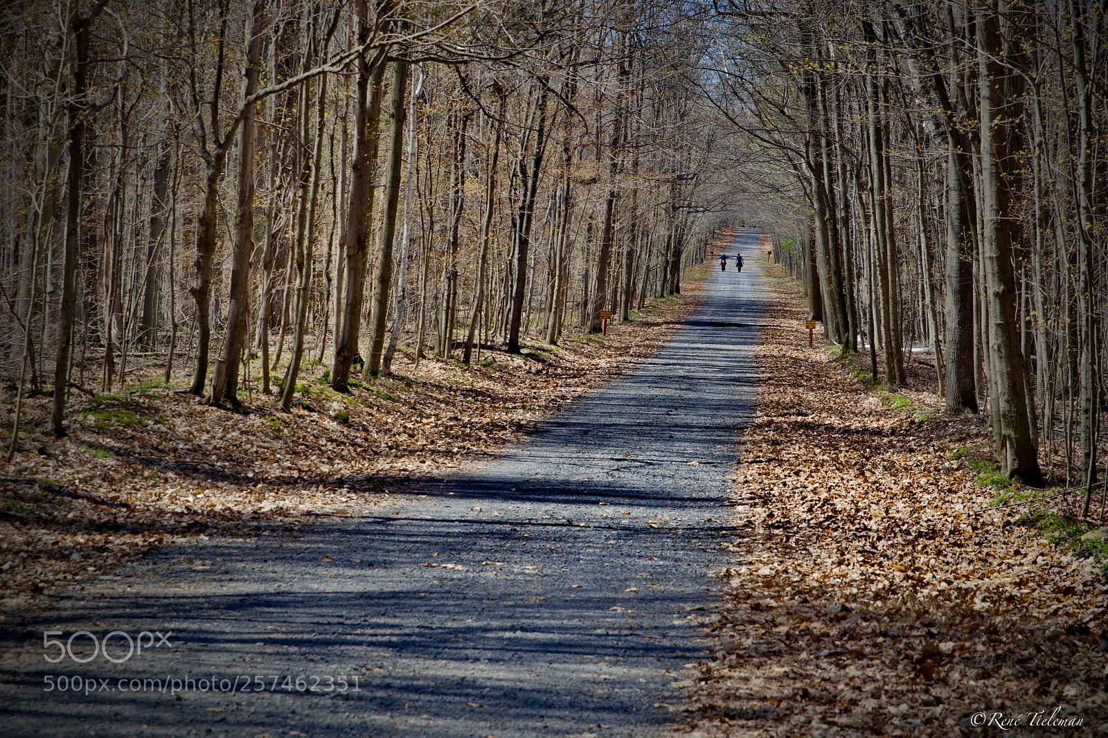 Nikon D500 sample photo. Forest photography