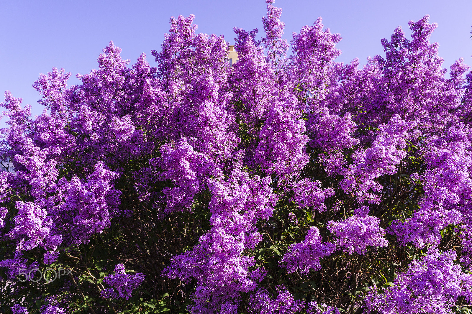 Sony Alpha NEX-5 sample photo. А bush of lilac. color intense purple. photography
