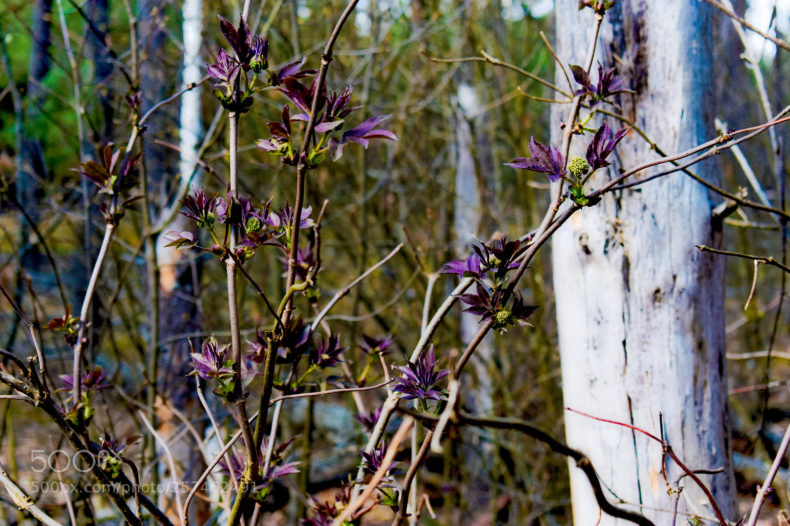 Nikon D3400 sample photo. Моя нежность photography