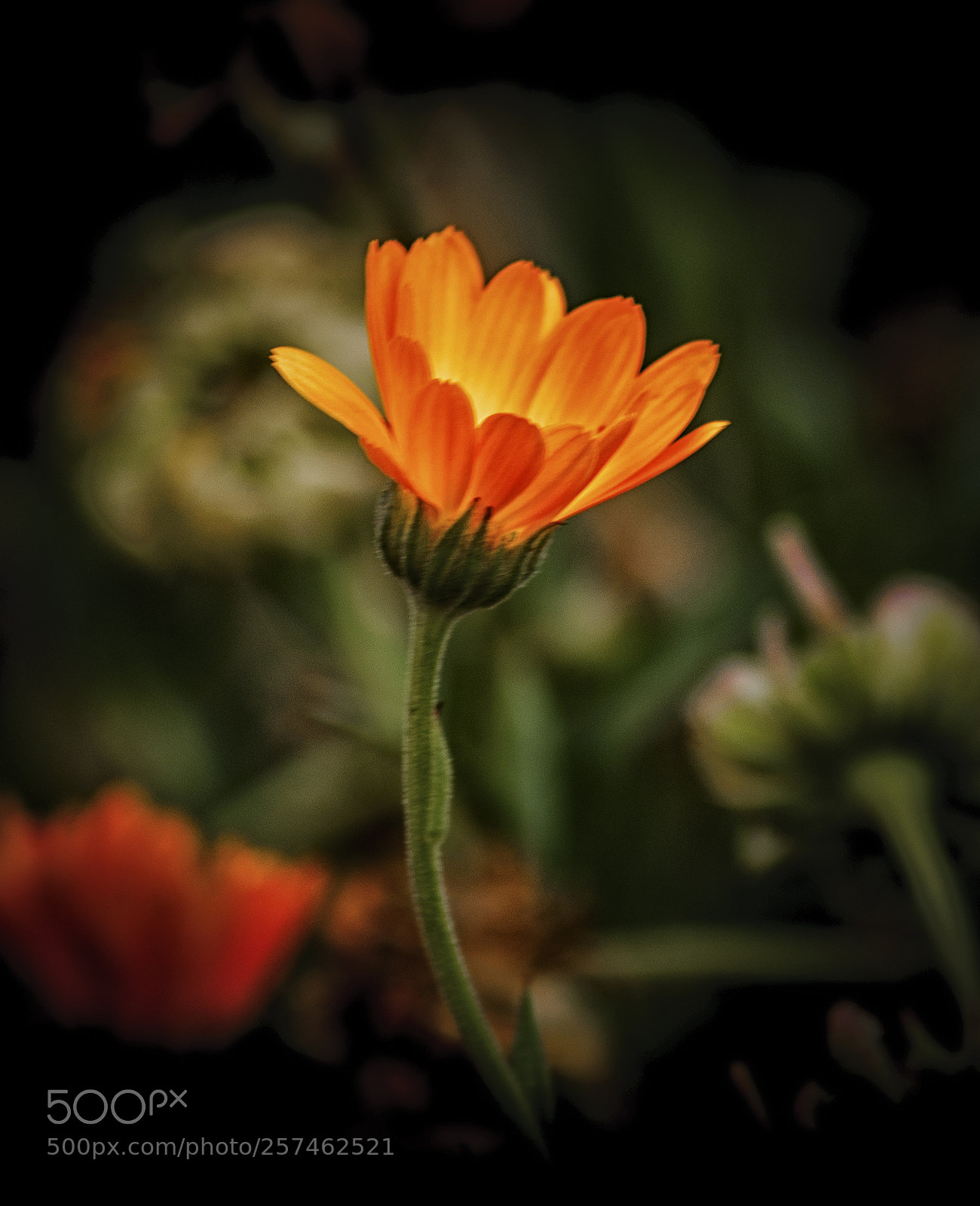 Nikon D3000 sample photo. En naranja photography