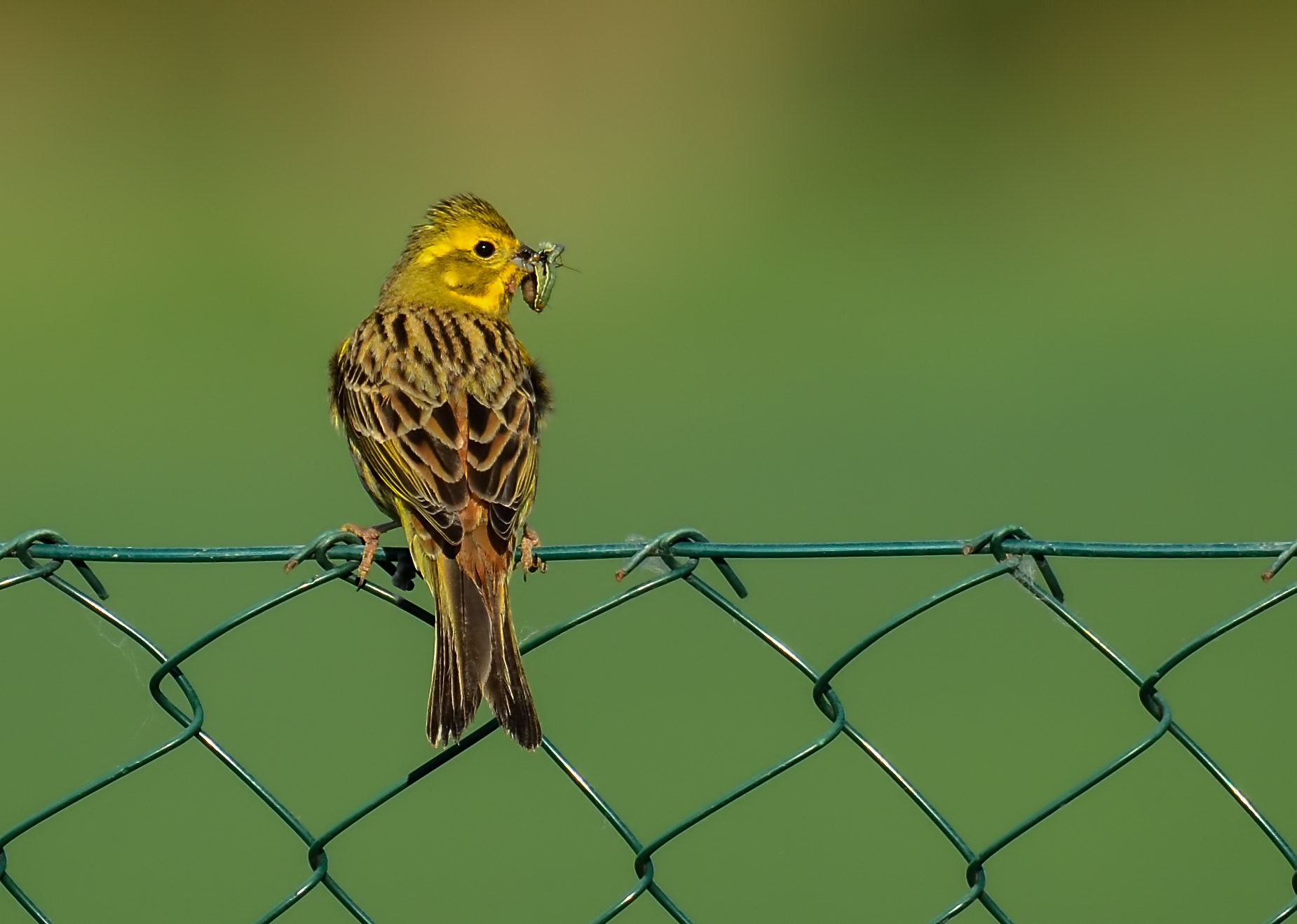 Nikon AF-S Nikkor 200-500mm F5.6E ED VR sample photo