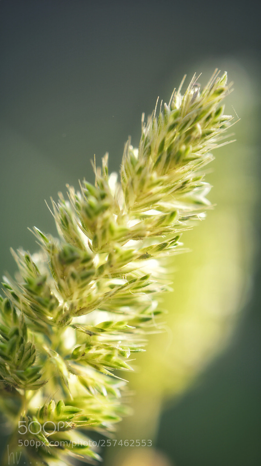 Nikon D7100 sample photo. Sun photography