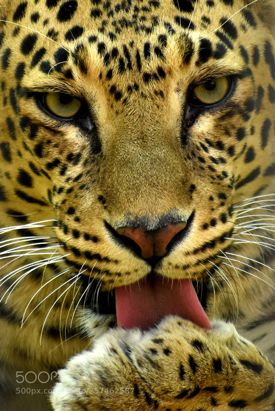 Nikon D7200 sample photo. Leopard photography