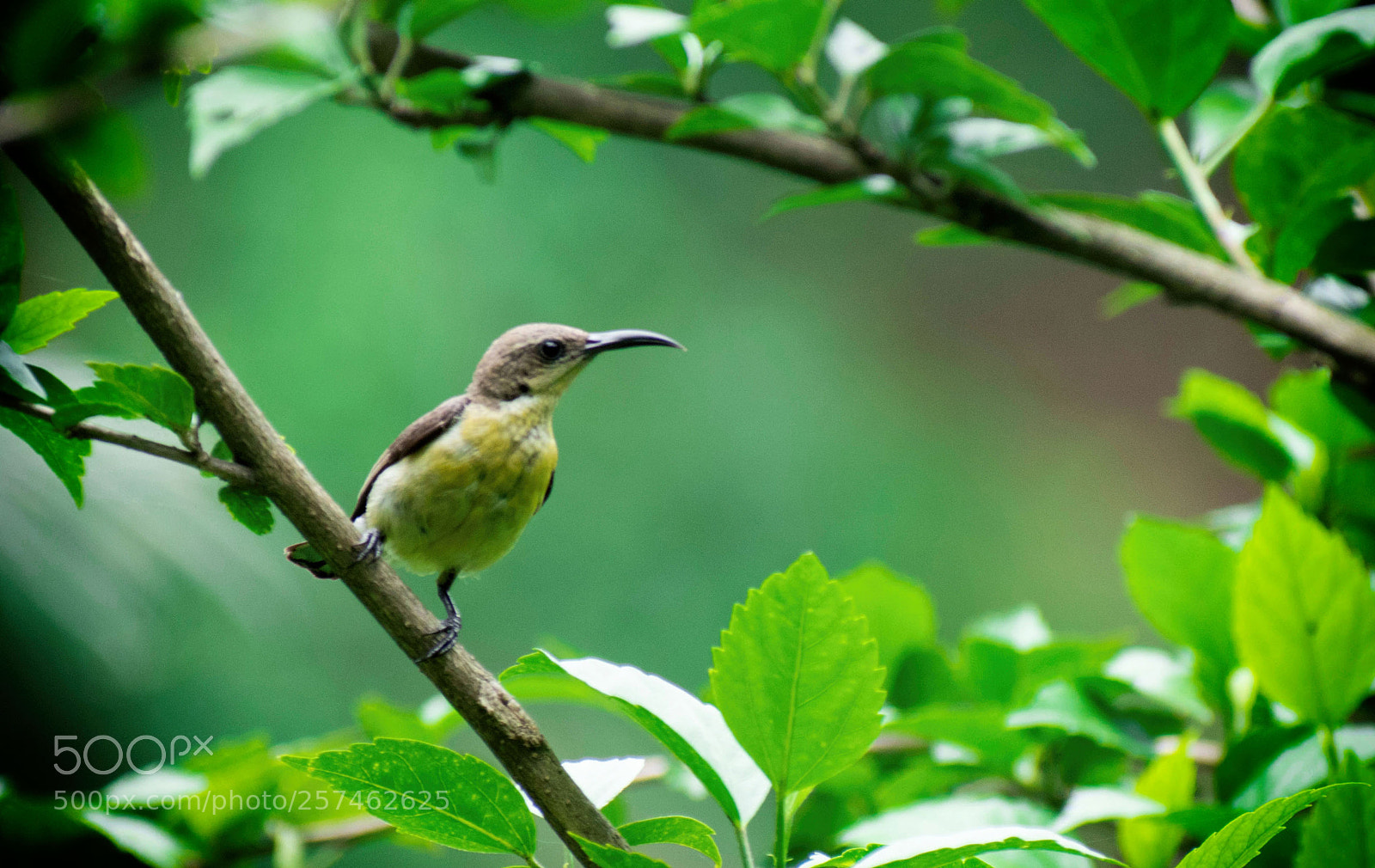 Nikon D5500 sample photo. Purple rumped sunbird photography