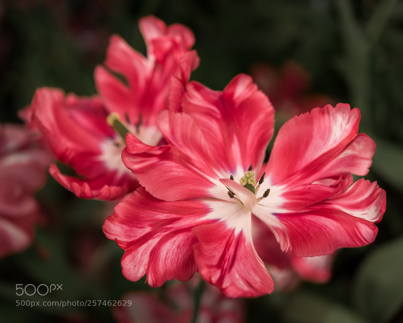 Nikon D810 sample photo. Tulips photography