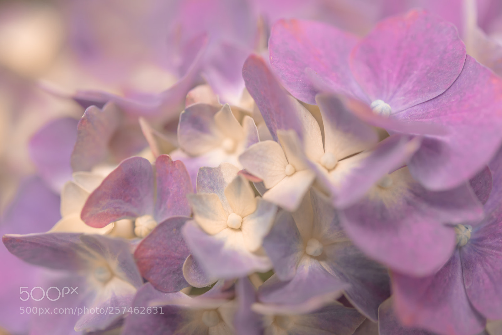 Nikon D810 sample photo. Hydrangea photography