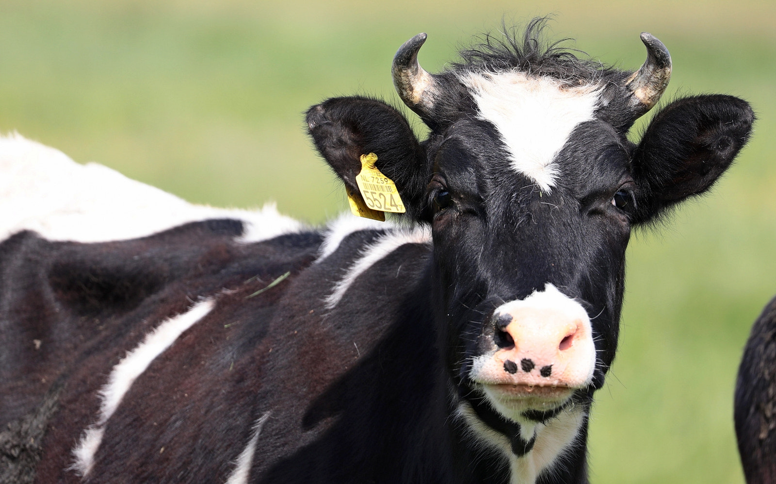 Canon EOS 5D Mark IV sample photo. The dutch cow photography